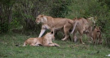Afrika aslanları, panthera leo, grup Bush, Kenya, gerçek zamanlı 4 k Masai Mara parkında duran