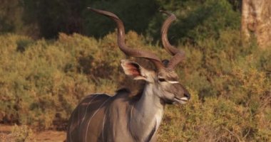 Büyük Kudu, yayılım gösterir: strepsiceros, erkek ayakta Bush, Kenya, gerçek zamanlı 4k Samburu park