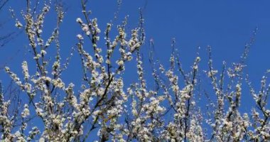 Çiçekler, Normandiya, gerçek zamanlı 4k elma ağacının dalını