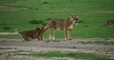 Afrika aslanı, savana ile yürüyüş erkek
