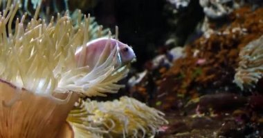 Anemon, gerçek zamanlı 4 k duran pembe tehlikede, amphiprion perideraion,