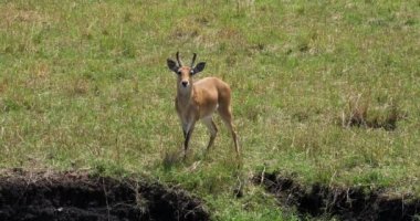 Güney veya ortak Reedbuck, redunca arundinum, erkek, Masai Mara Park Kenya, gerçek zamanlı 4k