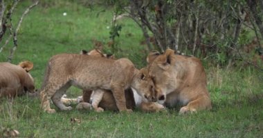 Afrika aslanı, savana ile yürüyüş erkek
