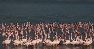 Küçük flamingolar, phoenicopterus minor, Kenya, gerçek zamanlı 4k Bogoria Gölündeki koloni
