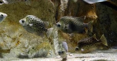 Benekli Scat, Scatophagus argus, gerçek zamanlı 4k