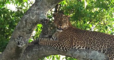Leopar, panthera pardus, Yetişkin ağacında, Masai Mara Park Kenya, gerçek zamanlı 4 k ayakta