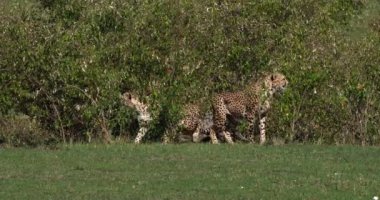 Çita, acinonyx jubatus, Bush, Masai Mara Park Kenya, gerçek zamanlı 4 k çıkan Yetişkin