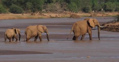 Nehir, Kenya, gerçek zamanlı 4 k Samburu Park geçiş Afrika filleri, loxodonta africana, Grup