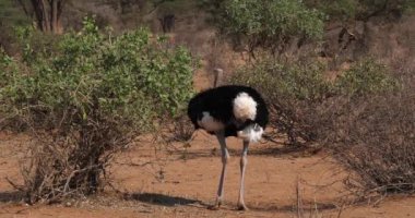 Somali devekuşu, Struthio camelus molybdophanes, Bush, Kenya, gerçek zamanlı 4 k Samburu parkta yürürken erkek