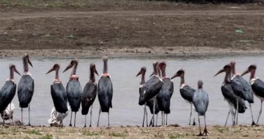 Marabut leylek, leptoptilos crumeniferus, su, Nairobi Park Kenya, gerçek zamanlı 4 k grup