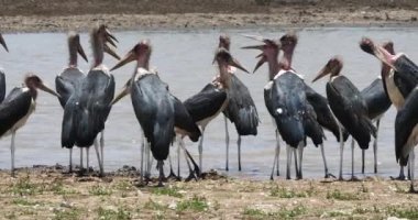 Marabut leylek, leptoptilos crumeniferus, su, Nairobi Park Kenya, gerçek zamanlı 4 k grup