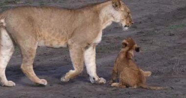 Afrika aslanı, savana ile yürüyüş erkek