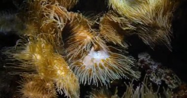 4 k deniz Anemone, gerçek zaman