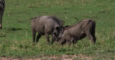Warthogs, phacochoerus aethiopicus, Yetişkin dövüş, Nairobi Park Kenya, gerçek zamanlı 4k
