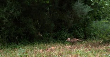 Kızıl Tilki, vulpes vulpes, Yetişkin çimen, Normandiya Fransa, yavaş hareket 4 k üzerinde çalışan