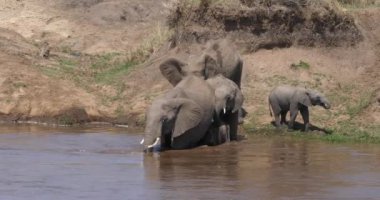 Nehir, Masai Mara Park Kenya, gerçek zamanlı 4 k geçiş Afrika filleri, loxodonta africana, Grup