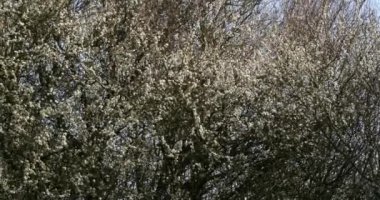 Çiçeği ağaç, Normandiya, gerçek zamanlı 4k