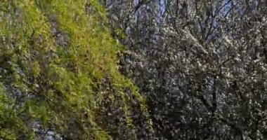 Pollard Willow, salix alba, Rüzgar yaprakları, Normandiya, gerçek zamanlı 4k