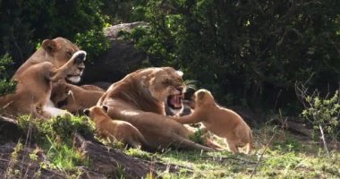 Afrika aslanı, savana ile yürüyüş erkek