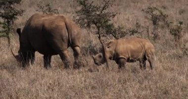 Beyaz Gergedan, ceratotherium simum, anne ve yavrusu, Nairobi Park Kenya, gerçek zamanlı 4k