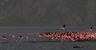 Uçuşta, su, Kenya, yavaş hareket 4 k görüntüleri Bogoria Gölündeki koloni kalktıktan küçük flamingolar, phoenicopterus minor, Grup