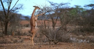 Gerenuk veya Waller'ın ceylan, litocranius walleri, Hind ayakları, yeme Acacias'ın kadın ayakta bırakır, Kenya, gerçek zamanlı 4k Samburu Park