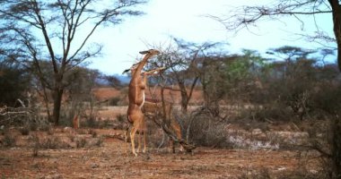 Gerenuk veya Waller'ın ceylan, litocranius walleri, Hind ayakları, yeme Acacias'ın kadın ayakta bırakır, Kenya, gerçek zamanlı 4k Samburu Park