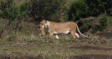 Afrika aslanı, savana ile yürüyüş erkek