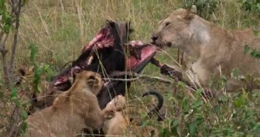 Afrika aslanları, panthera leo, gruplandırmak öldür, bir Wildebest, Masai Mara Park Kenya, gerçek zamanlı 4k ile