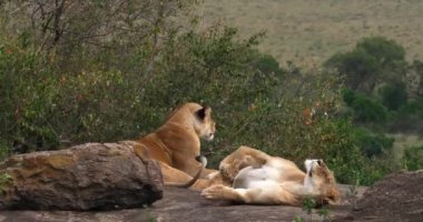 Afrika aslanı, savana ile yürüyüş erkek