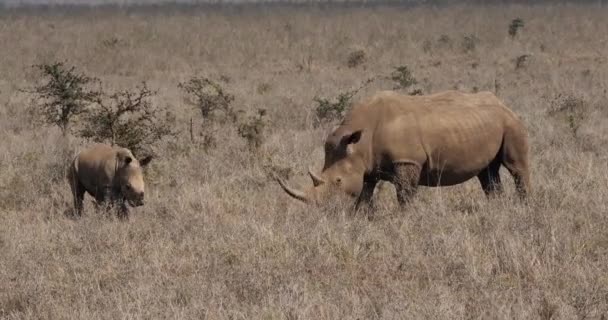 Vit Noshörning Ceratotherium Simum Mor Och Kalv Nairobi Park Kenya — Stockvideo