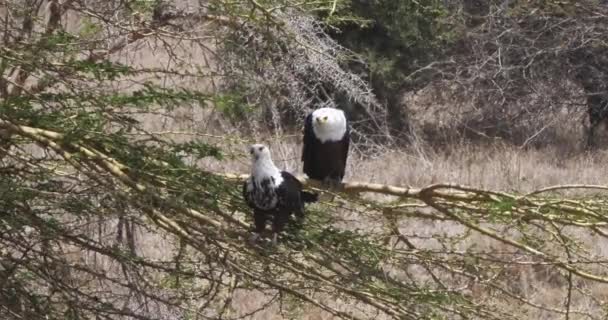Afrikai Hal Eagles Haliaeetus Vocifer Pár Énekelni Csúcsra Kenya Valós — Stock videók