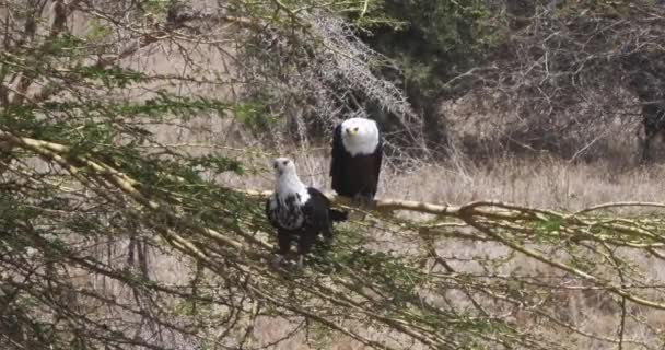 Afrikaanse Vis Eagles Haliaeetus Vocifer Paar Zingen Top Van Boom — Stockvideo