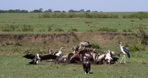 非洲白色支持秃鹰 Africanus 鲁氏的秃鹰 Rueppelli 小组吃在尸体 马赛马拉公园在肯尼亚 实时4K — 图库视频影像