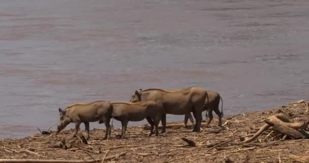 Warthogs Phacochoerus Aethiopicus Adultos Jóvenes Cerca Del Río Samburu Park — Vídeos de Stock