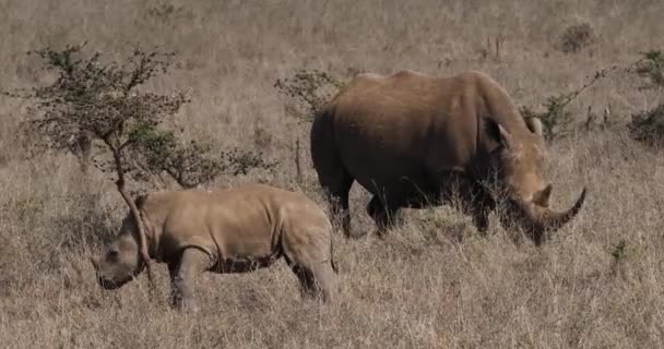 ホワイト Ceratotherium 母および子牛 リアルタイム ケニアのナイロビ公園 — ストック動画
