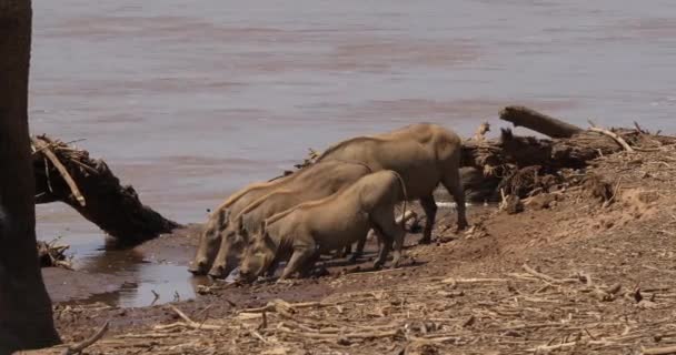 Phacochoerus Aethiopicus 成年和青年饮用在河边 桑布鲁公园在肯尼亚 真正的时间4K — 图库视频影像