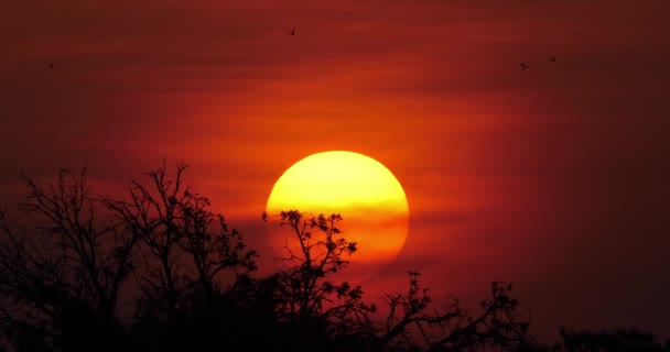 Západ Slunce Savannah Park Masai Mara Keni Reálném Čase — Stock video