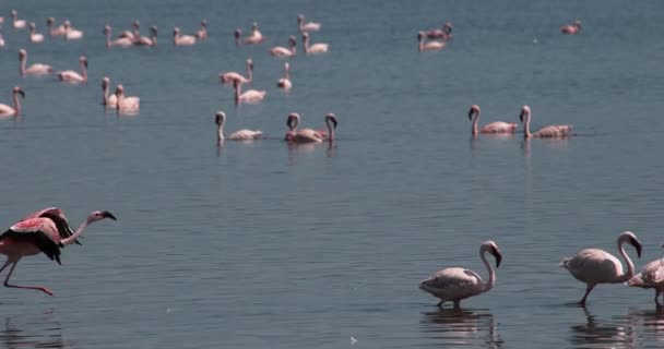 Lesser Flamingos Phoenicopterus Minor Adult Flight Taking Water Colony Bogoria — Stock Video