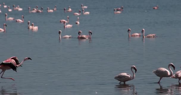 Flamencos Menores Phoenicopterus Minor Adulto Vuelo Despegando Del Agua Colonia — Vídeos de Stock