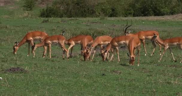 Impala Aepyceros Melampus Kudde Van Vrouwtjes Masai Mara Park Kenia — Stockvideo