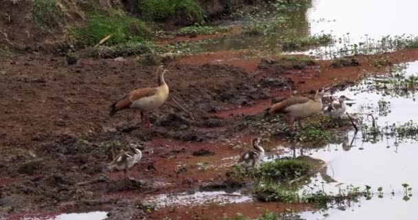 Ganso Egipcio Alopochen Aegyptiacus Hombre Con Goslings Hembra Tiempo Real — Vídeo de stock