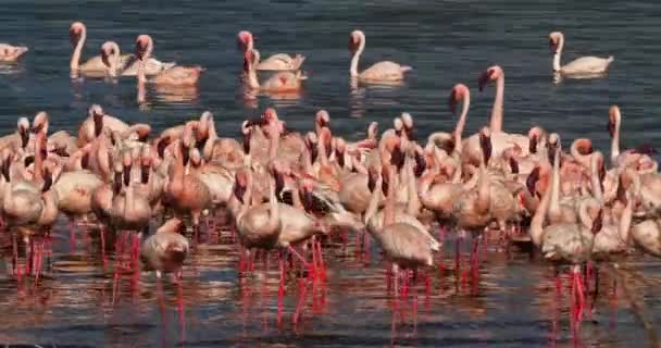 Flamencos Menores Phoenicopterus Minor Colonia Lago Bogoria Kenia Tiempo Real — Vídeos de Stock
