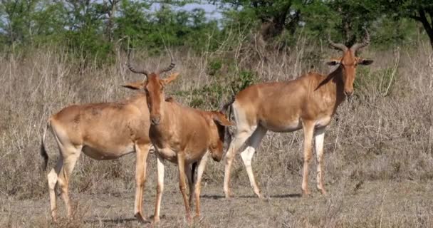 Hartebeests Alcelaphus Buselaphus 大人と リアルタイム マサイマラ公園 ケニアのサバンナに立って子牛 — ストック動画