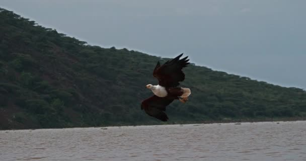Afrikanischer Fischadler Haliaeetus Vozifer Ausgewachsene Fische Flug Fische Krallen Angeln — Stockvideo