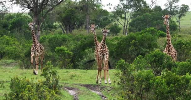 Masai Giraffer Giraffa Camelopardalis Tippelskirchi Grupp Står Savanna Masai Mara — Stockvideo