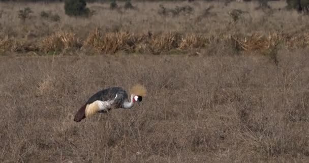 灰色加冠起重机 Balearica Regulorum 成人在肯尼亚内罗毕公园 实时4K — 图库视频影像