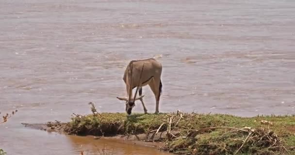 Beisa Oryx Oryx Beisa Adultos Comiendo Hierba Samburu Park Kenia — Vídeos de Stock