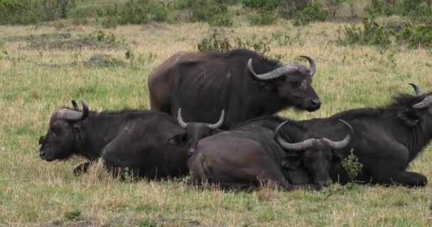 Búfalos Africanos Caffer Sincerus Grupo Descanso Masai Mara Park Kenia — Vídeo de stock