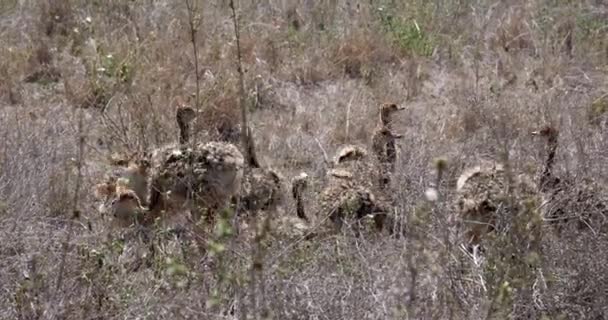 ダチョウ ダチョウのラクダ属 サバンナ リアルタイム ケニアのナイロビ国立公園を歩く雛 — ストック動画
